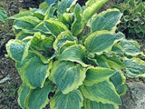 Hosta 'Leather and Lace' Courtesy of the Hosta Library
