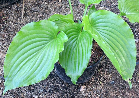 'Leather Gloss' Hosta Courtesy of Danny Van Eechaute