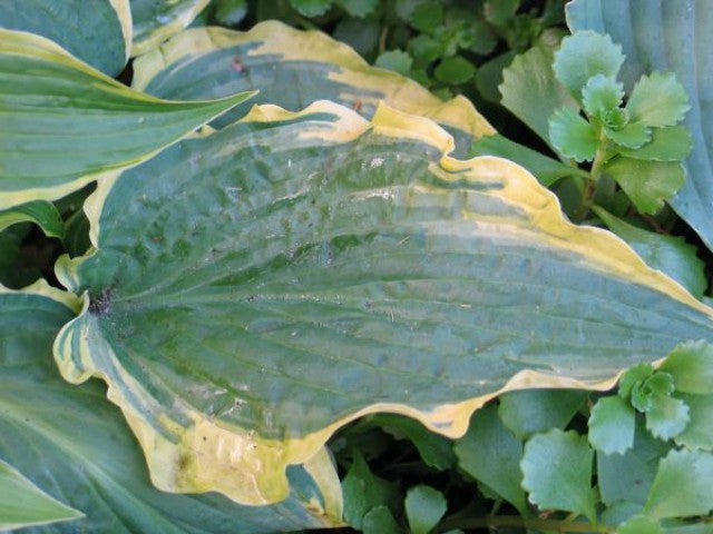 'Leather and Lace' Hosta Courtesy of Don Dean