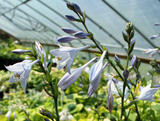 'Lederhosen' Hosta Flower From NH Hostas