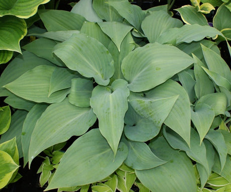 'Lederhosen' Hosta From NH Hostas