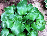 'Lederhosen' Hosta in Summer From NH Hostas