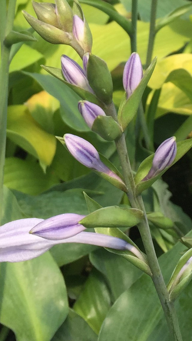 'Lederhosen' Hosta Flower From NH Hostas