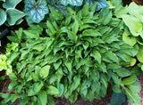 'Lemon Delight' Hosta From NH Hostas
