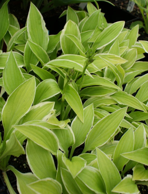 'Lemon Frost' Hosta From NH Hostas