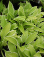'Lemon Frost' Hosta From NH Hostas