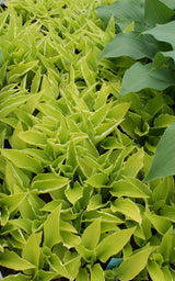 'Lemon Frost' Hosta From NH Hostas