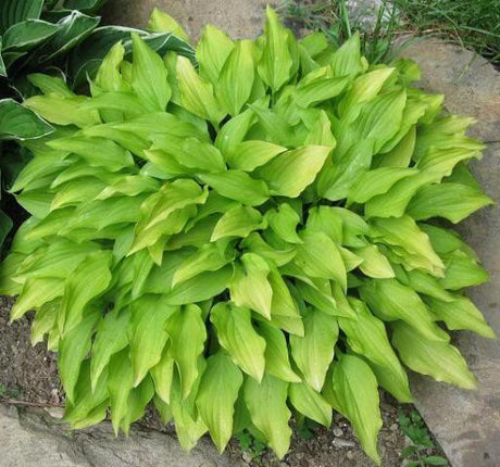 'Lemon Lime' Hosta From NH Hostas