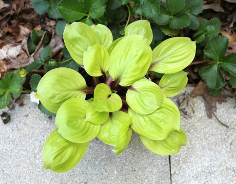 Hosta 'Lemon Kiss' Courtesy of Green Hill Farm