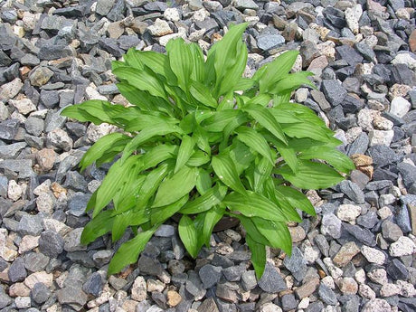 'Lemon Lime' Hosta From NH Hostas