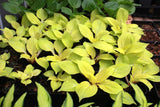 Hosta 'Lemon Kiss' Courtesy of Green Hill Farm