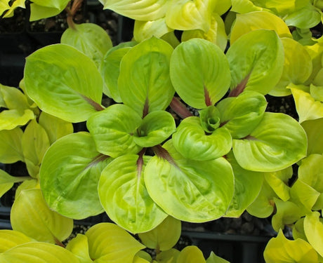 Hosta 'Lettuce Wrap' Courtesy of Green Hill Farm