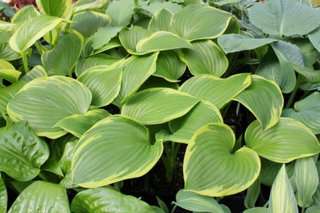 'Light Ray' Hosta Courtesy of Green Hill Farm