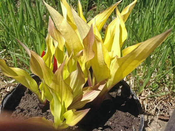 Hosta 'Light the Match' Courtesy of Doug Ruff