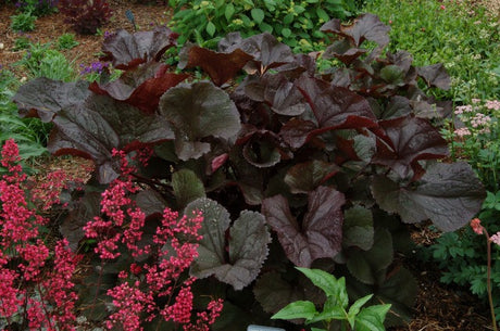 Ligularia 'Britt-Marie Crawford' Courtesy of Walters Gardens