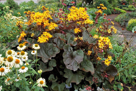 Ligularia 'Britt-Marie Crawford' Courtesy of Walters Gardens