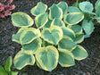 Hosta 'Li'l Abner' Courtesy of Vanessa Chaborek and the Hosta Library