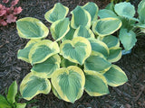 Hosta 'Li'l Abner' Courtesy of Vanessa Chaborek and the Hosta Library