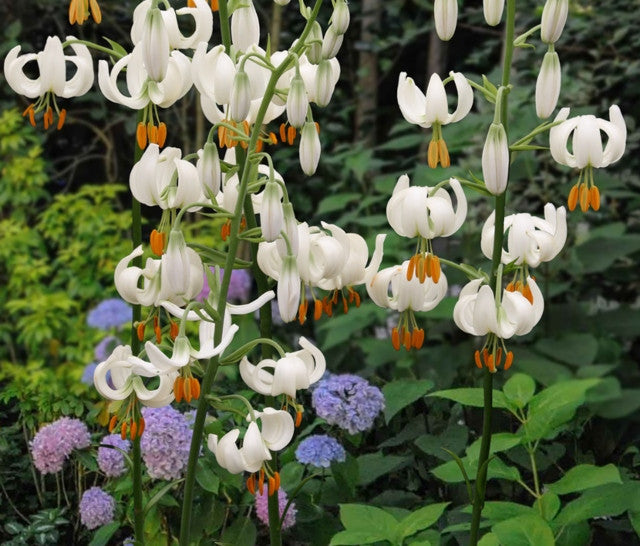 Snowy Morning Martagon Lily