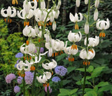 Snowy Morning Martagon Lily
