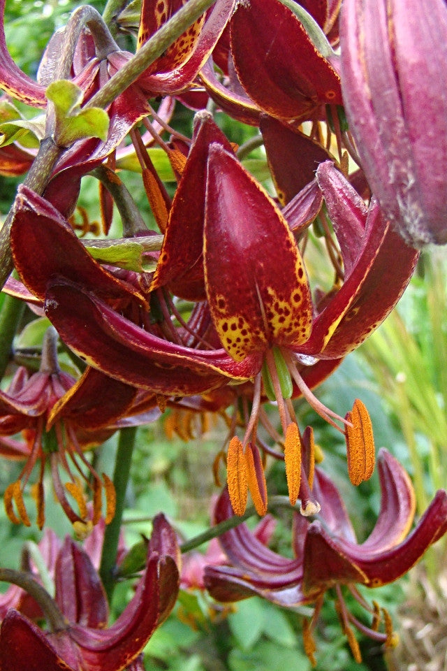 'Claude Shride' Martagon Lily