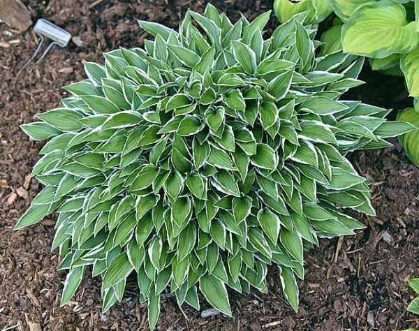 Hosta 'Lime Fizz' Courtesy of the Hosta Library