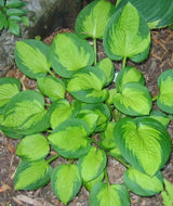 'Little Sunspot' Hosta