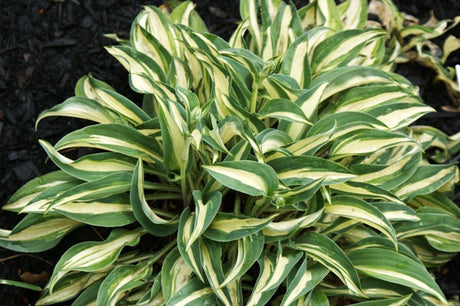 'Little Treasure' Hosta From NH Hostas