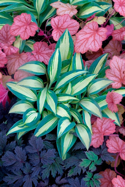 'Little Treasure' Hosta Courtesy of Walters Gardens