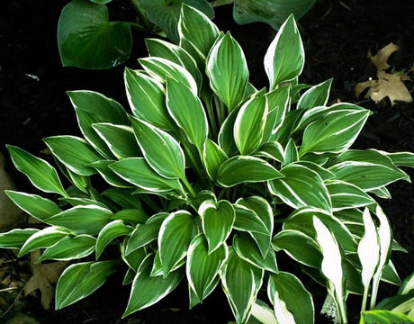 'Little White Lines' Hosta