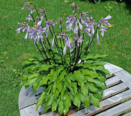 Hosta 'Little Red Rooster' Courtesy of Vladimir Mirka and the Hosta Library