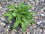 'Little Red Rooster' Hosta From NH Hostas
