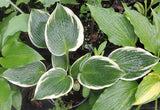 'Lucky Number' Hosta Courtesy of Danny Van Eechaute and the Hosta Library