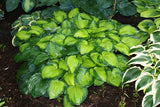 'Lunar Orbit' Hosta From NH Hostas