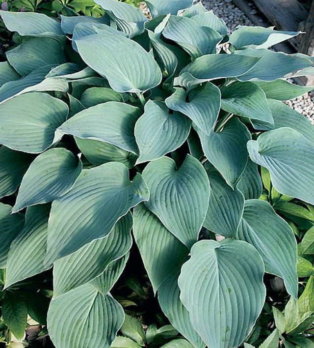 Mad about Blue Hosta - Shade Perennial Slug Resistant Blue Hosta Plant NH Hostas Mad about Blue Hosta - Shade Perennial Slug Resistant Blue Hosta Plant NH Hostas