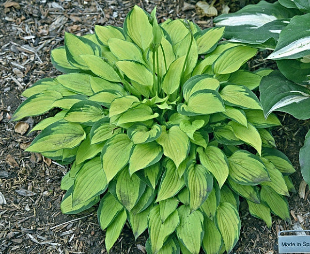 Hosta 'Made in Spades' Courtesy of Bert Malkus and the Hosta Library