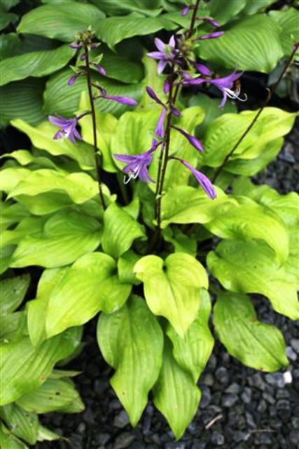 'Mango Salsa' Hosta Courtesy of Green Hill Farm