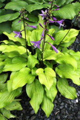 'Mango Salsa' Hosta Courtesy of Green Hill Farm