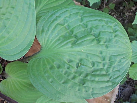 Hosta 'Mango Lettuce' Courtesy of Danny Van Eechaute and the Hosta Library