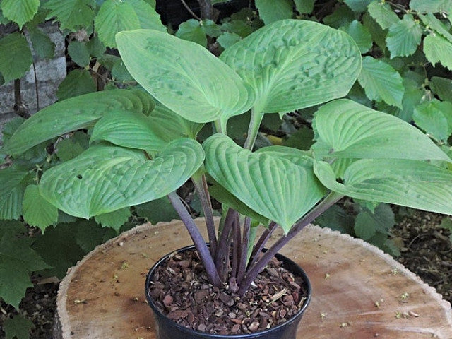 Hosta 'Mango Lettuce' Courtesy of Danny Van Eechaute and the Hosta Library