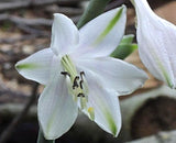 Hosta 'Mango Lettuce' Courtesy of Danny Van Eechaute and the Hosta Library