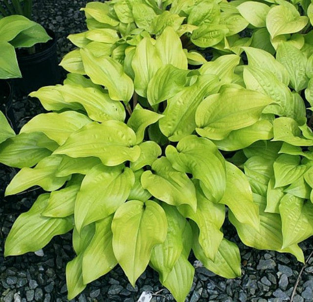 'Mango Salsa' Hosta Courtesy of Green Hill Farm