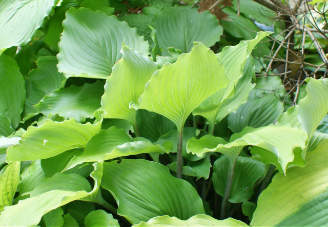 'Marilyn Monroe' Hosta From NH Hostas