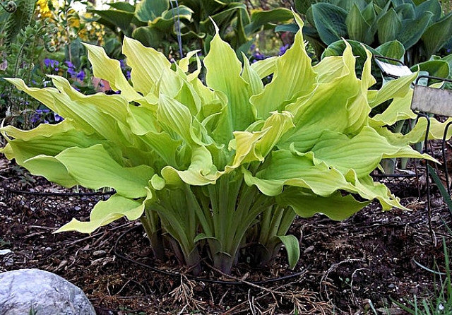 Hosta 'Marrakech' Courtesy of Carol Brashear