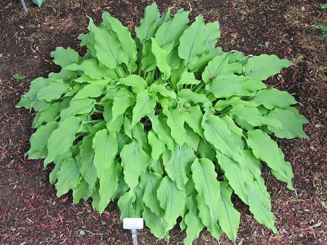 Hosta 'Marrakech' Courtesy of Carol Brashear