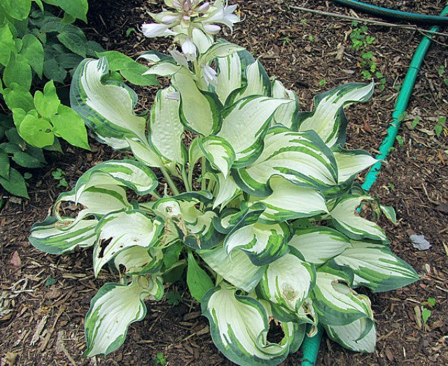 'Marshmallow Sky' Hosta Courtesy of Carol Brashear