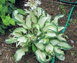 'Marshmallow Sky' Hosta Courtesy of Carol Brashear