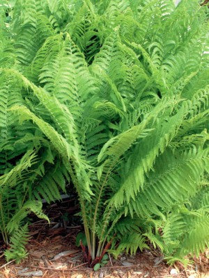 Ostrich Fern Courtesy of Casa Flora