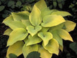 'May' Hosta Courtesy of Shady Oaks Nursery