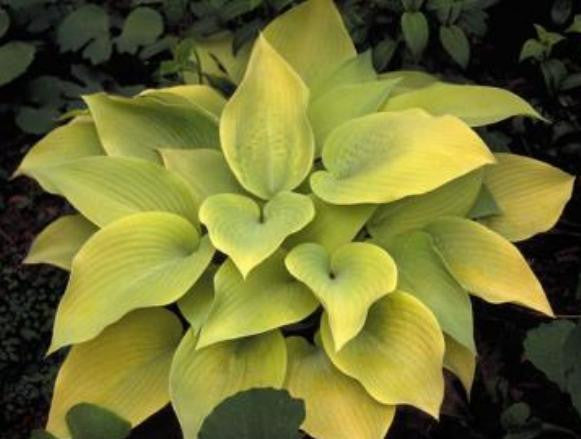 'May' Hosta Courtesy of Shady Oaks Nursery